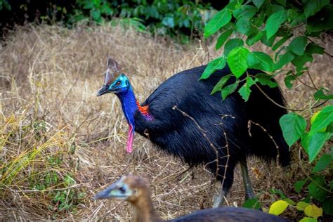 scout ranger requirements 2024|Warning as 'bold' cassowaries pester north Queensland campers .